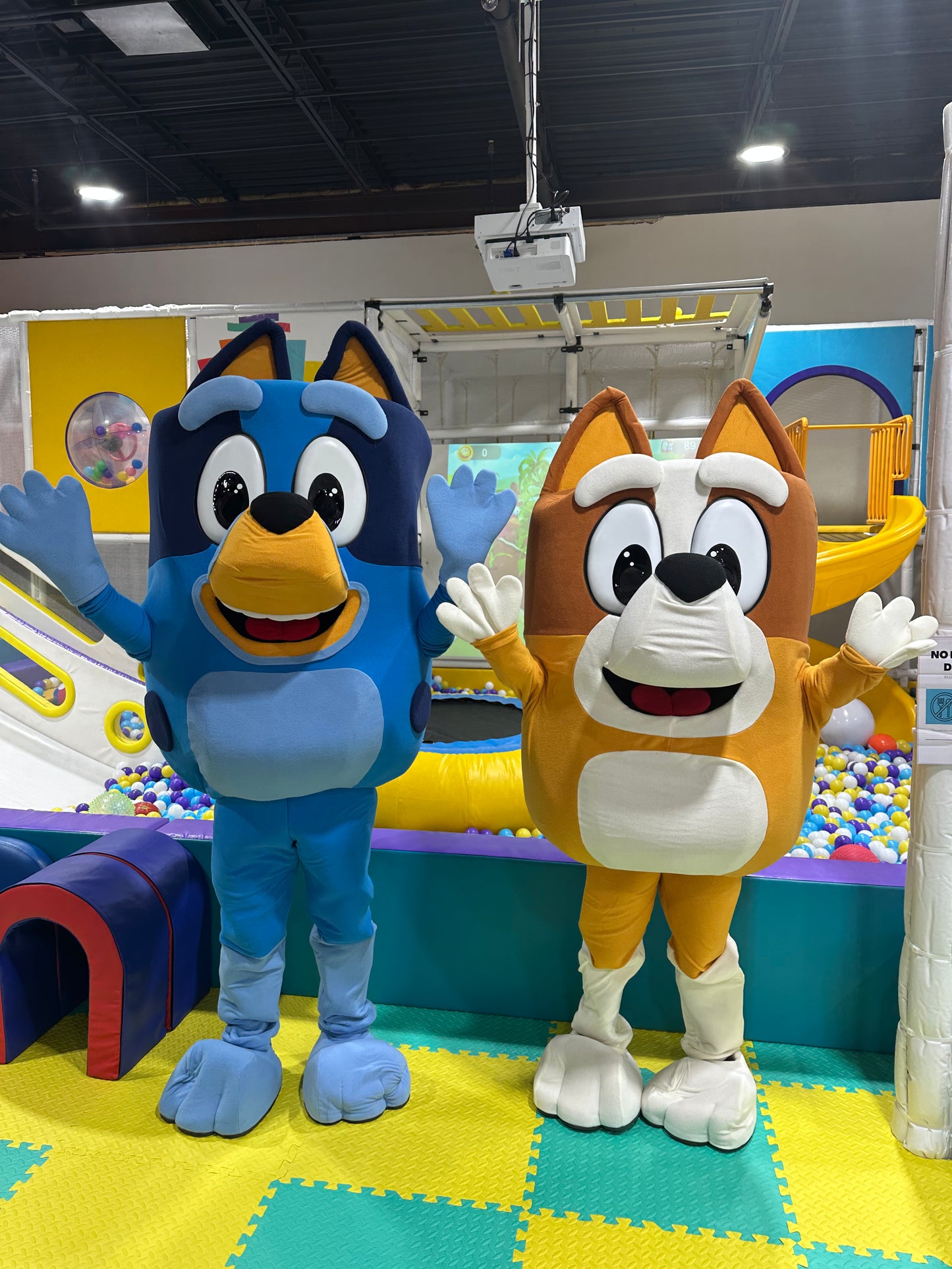 Bluey & Bingo DUO